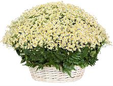 Цветочная композиция из Ромашки в корзине #REPLACE_PRED# Раменки